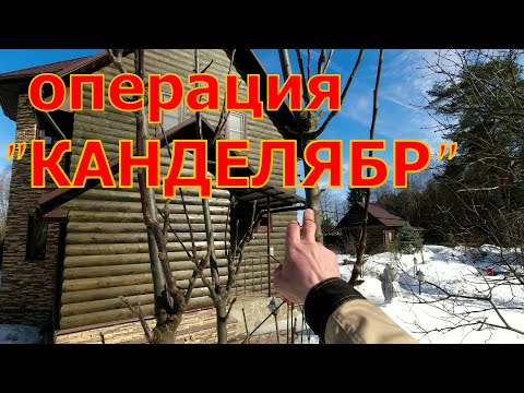 Видео: как обрезать запущенную колонновидную яблоню, растущую КАНДЕЛЯБРОМ