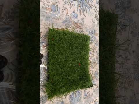 Видео: чем кормить божьих коровок и как содержать