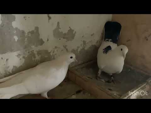 Видео: Племенные пары на 2024г. Линии Наримана (Навханы) и Самина (Хачмаз)