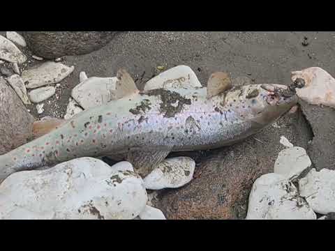 Видео: рыбалка в КБР # Trout fishing #супер форель