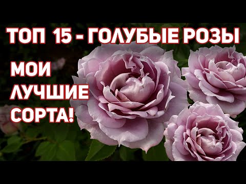 Видео: 15 необычных сортов - РОЗЫ цвета ЛАВАНДЫ, голубой волны и сирени. Волшебство на участке!