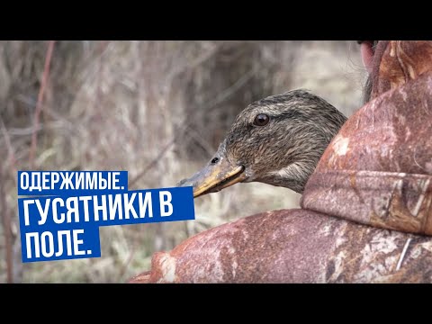 Видео: Гусятники в поле \ Одержимые