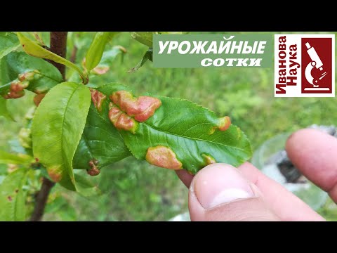 Видео: Курчавость листьев персика и не только - ИЗБАВИТЬСЯ раз и навсегда! Лечим просто, умно и эффективно!