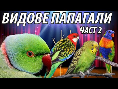 Видео: Видове папагали. Какъв папагал да изберем Част 2