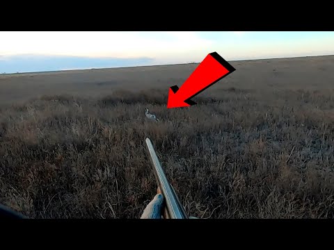 Видео: Охота на зайца Вскакивают из под ног охота с дратхааром