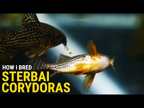 Видео: Как я разводил коридорасов Стербая дома