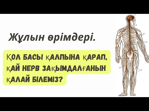 Видео: ЖҰЛЫН ӨРІМДЕРІ. ЖҰЛЫН ҚҰРЫЛЫСЫ.