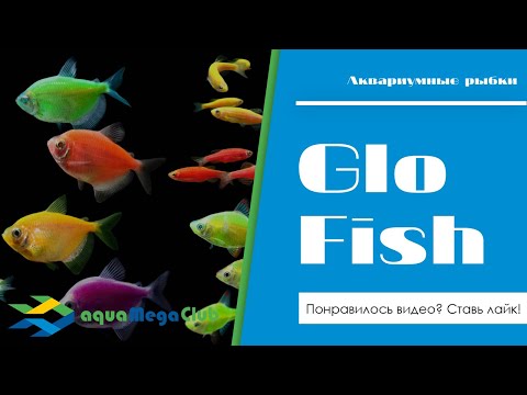 Видео: Как нас обманывают продавцы Глофиш (GloFish) и как отличить подделку?!