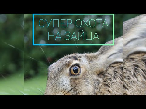 Видео: 5 дней охоты. (hunting)5 зайцев.