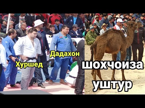 Видео: Дадахон & Хуршед / мардум хайрон шуд все в шоке от борьба... Гуштини Темурмалик (Чилча) 2021