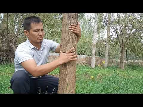 Видео: Түшүм албаган алмага тегерекче салуу.