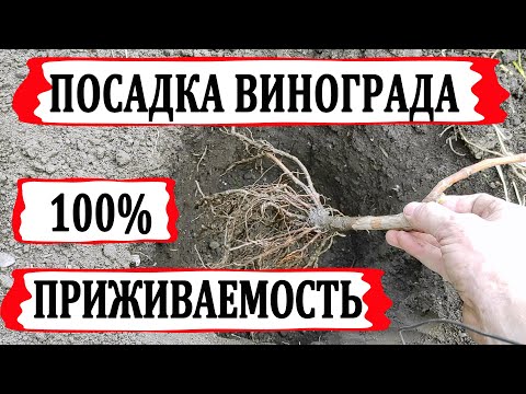 Видео: 🍇 Весенняя посадка саженца винограда. 100% приживаемость. Правильная глубина посадки. Удобрение.