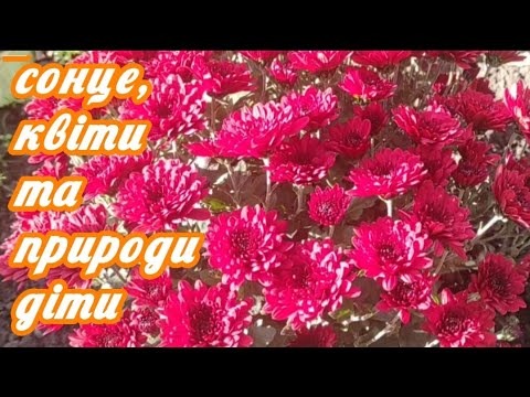 Видео: Принесла вам гарного настрою 