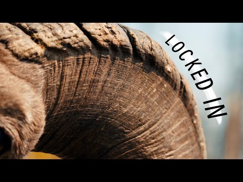 Видео: «Взаперти» — фильм об охоте на толсторогих баранов