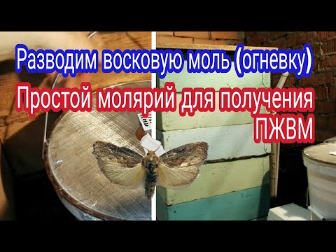 Видео: Простой молярий для получения ПЖВМ. Продолжаем разводить восковую моль (огневку)