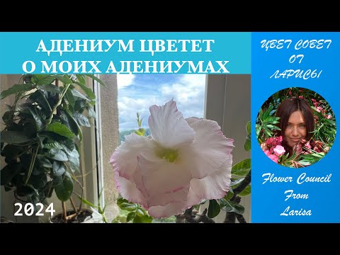 Видео: АДЕНИУМ ЦВЕТЕТ | НЕМНОГО О МОИХ АДЕНИУМАХ