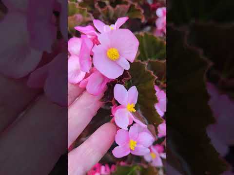 Видео: Бегония махровая