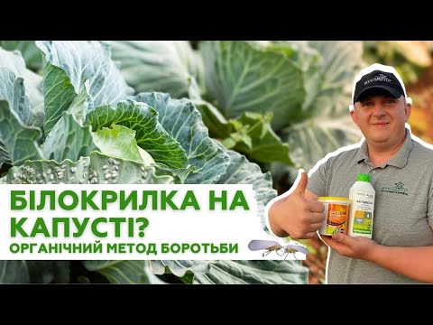 Видео: Білокрилка на капусті? Органічний метод боротьби