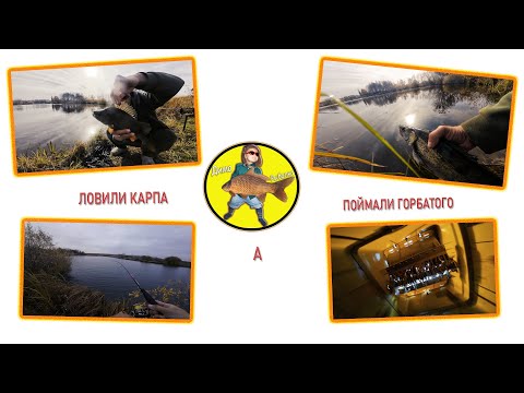 Видео: Ловили карпа, а поймали горбатого