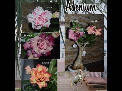 Видео: АДЕНИУМ. Коллекция редких адениумов #7. Адениумы Murphy, Bella, мультипрививка Colorfun & Simona