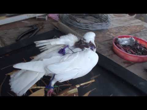Видео: Ловля Ястреба на живца-голубя. Как сделать ловушку/ How to make a live bite on a hawk, with a pigeon