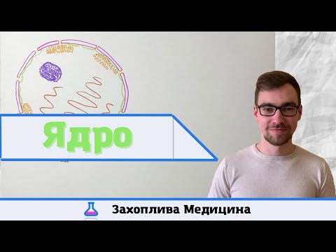 Видео: Ядро: будова та функції