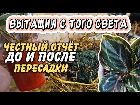 Видео: Было и стало: 2 месяца после реанимации растений. Секреты правильной пересадки