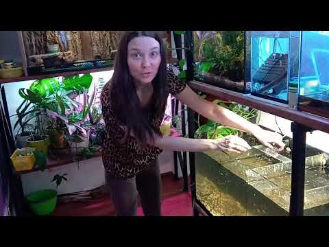 Видео: ЦВЕТНЫЕ АМПУЛЯРИИ / Почему не продаю икру / улиточная ферма