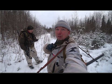 Видео: Иж-27 Стрельба по лосю на 100м.Взяли лосей в круг.Астро 320 с Т5 в работе.часть1.