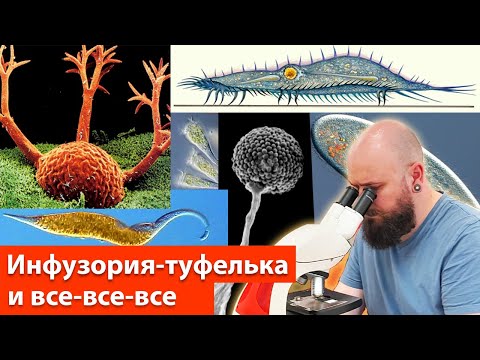 Видео: ИНФУЗОРИЯ-ТУФЕЛЬКА и её сородичи