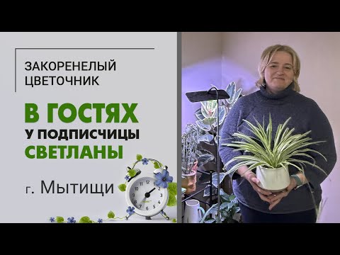 Видео: В гостях у Светланы. г. Мытищи. Необычные комнатные растения с невыговариваемыми названиями.