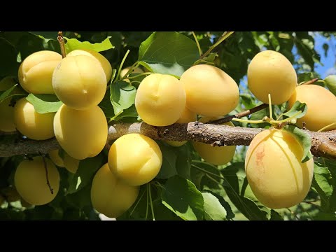 Видео: Абрикос Шалах .Абрикос Ананасний.