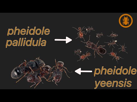 Видео: Мои Pheidole yeensis и Pheidole pallidula