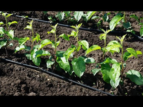 Видео: Питомник - летняя окулировка и результат