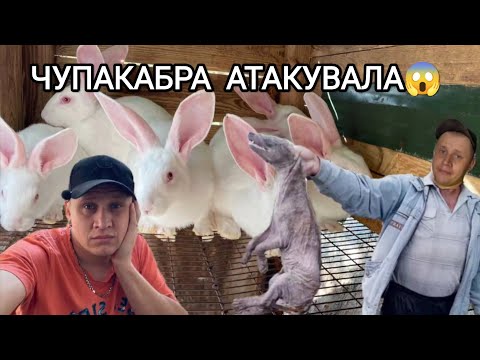 Видео: СОБАКА | ЧУПАКАБРА | ЛИС НАПАЛИ НА КРОЛІВ В НОЧІ | БУВАЮТЬ НЕЛЮДИ ГІРШЕ ТВАРИН!