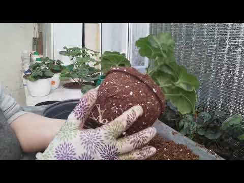 Видео: Пересадка пеларгонии в больший объем, новинки, черенки на продажу.