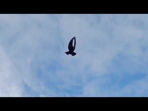 Видео: 5 сентября 2025 г.