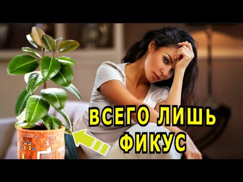 Видео: "Всего лишь фикус". Александр Райн.