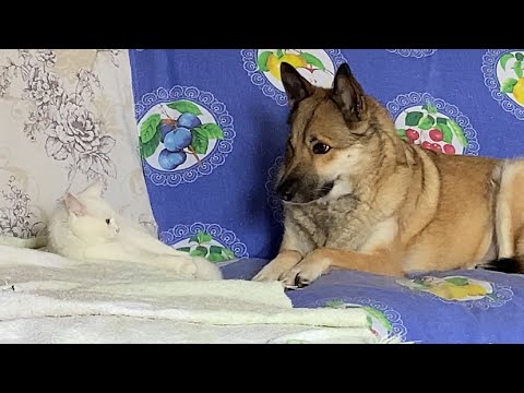 Видео: Жизнь животных 