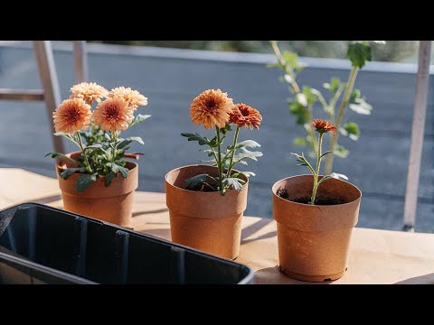 Видео: Размножение хризантем без заморочек!