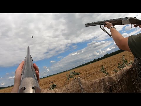 Видео: Охота на голубей - 22 птицы с моей охотничьей собакой