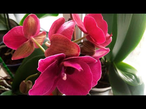 Видео: ✅ОБЗОР МОИХ ОРХИДЕЙ💚💚💚ЛЕТО 2020✅