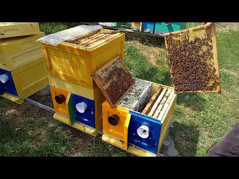 Видео: Изоляция двух маточной семьи на короткий взяток.