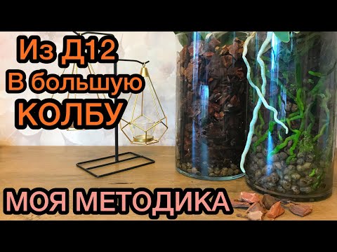 Видео: Сажаем орхидею в КОЛБУ. НЕ БОЮСЬ БОЛЬШИХ ГОРШКОВ.
