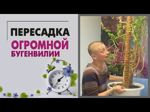 Видео: Пересадка огромной бугенвиллии | В гостях у Алены Семеновой