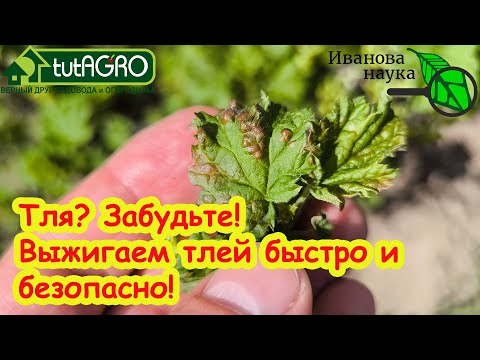 Видео: ТЛЯ ОСЫПАЕТСЯ ГРАДОМ С КУСТОВ и ДЕРЕВЬЕВ! Выжигаем тлю без химии. Тля не вернется в сад.