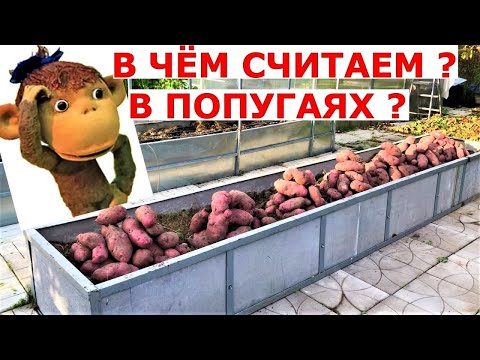 Видео: Урожайность с грядки, с площади и куста Разница в чём