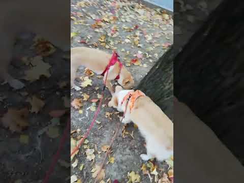 Видео: "Осенняя песня" А. Герман