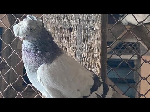 Видео: Узбекские голуби Pigeons الحمام Tauben  merpati کبوتر 鴿子 ハトkaʙūtar güvercinler porumbei 12/11/25