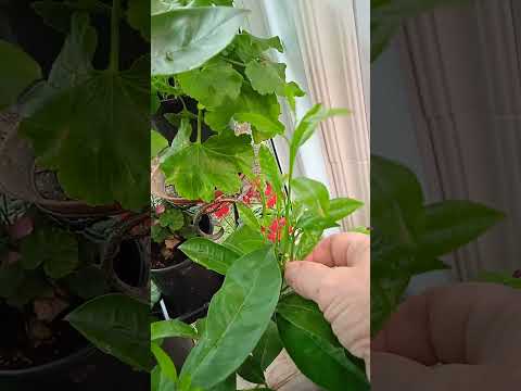 Видео: Моя оранжерейка